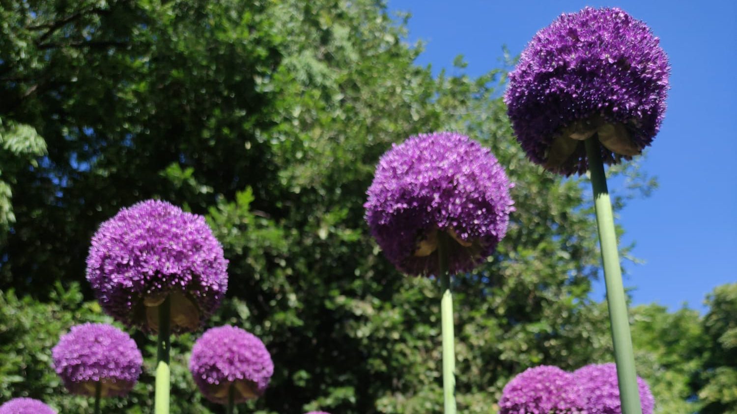 EVANGELISTAS DIGITALES