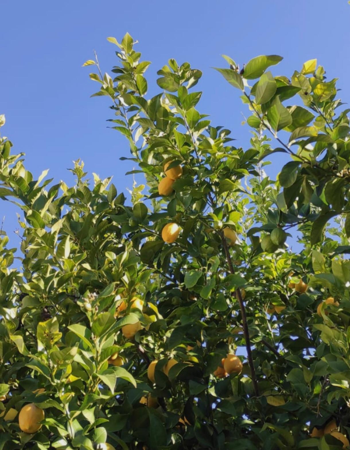 LAS HOJAS DEL LIMONERO